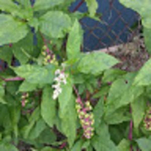 Meet your Posher, Cheri